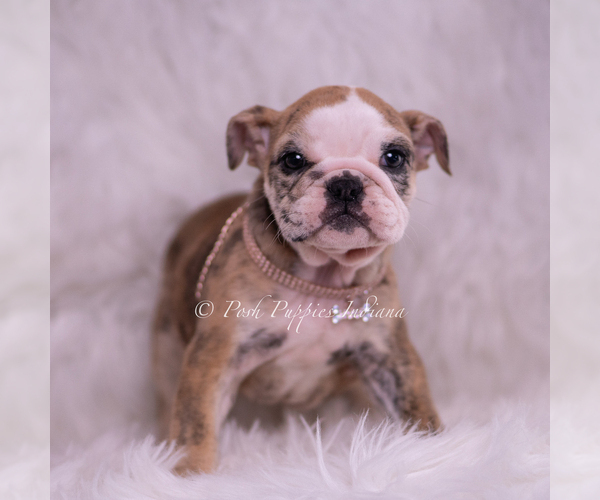 Medium Photo #3 Bulldog Puppy For Sale in WARSAW, IN, USA
