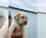 Small Photo #10 Labrador Retriever Puppy For Sale in SENECA, KS, USA