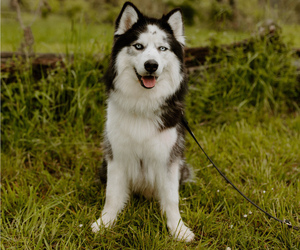 Father of the Siberian Husky puppies born on 05/19/2022