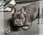 Small Photo #1 French Bulldog Puppy For Sale in YORK, PA, USA
