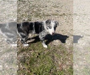 Border Collie Puppy for sale in SOUR LAKE, TX, USA
