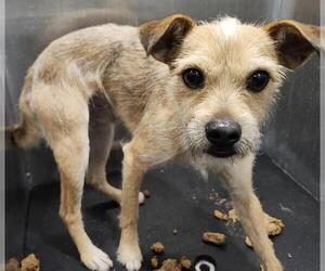 Mutt Dogs for adoption in San Antonio, TX, USA
