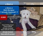 Image preview for Ad Listing. Nickname: Henry