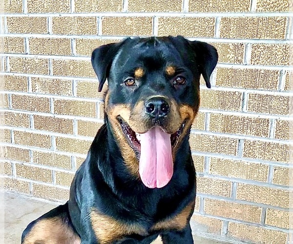 Medium Photo #20 Rottweiler Puppy For Sale in BRIGHTON, CO, USA