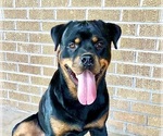 Small #19 Rottweiler