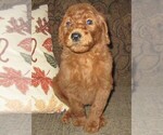 Small Photo #30 Goldendoodle Puppy For Sale in LINCOLN, AL, USA