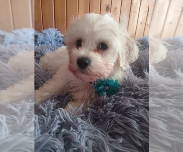 Medium Photo #3 Mal-Shi-Poodle (Toy) Mix Puppy For Sale in WOBURN, MA, USA