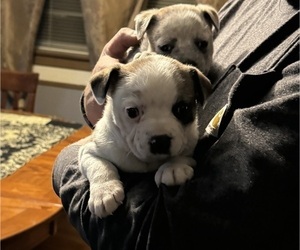 Boston Terrier-Unknown Mix Puppy for sale in ABILENE, TX, USA