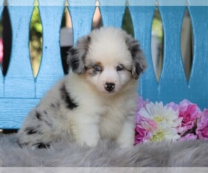 Miniature Australian Shepherd Puppy for sale in FREDERICKSBG, OH, USA