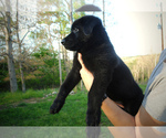 Small Photo #1 German Shepherd Dog Puppy For Sale in OXFORD, AR, USA