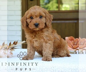 Cavapoo (Miniature) Puppy for sale in NARVON, PA, USA