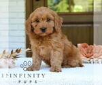 Small Cavapoo (Miniature)