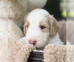 Small Photo #34 Goldendoodle Puppy For Sale in PIERSON, FL, USA