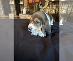 Puppy Boy 2 Basset Hound