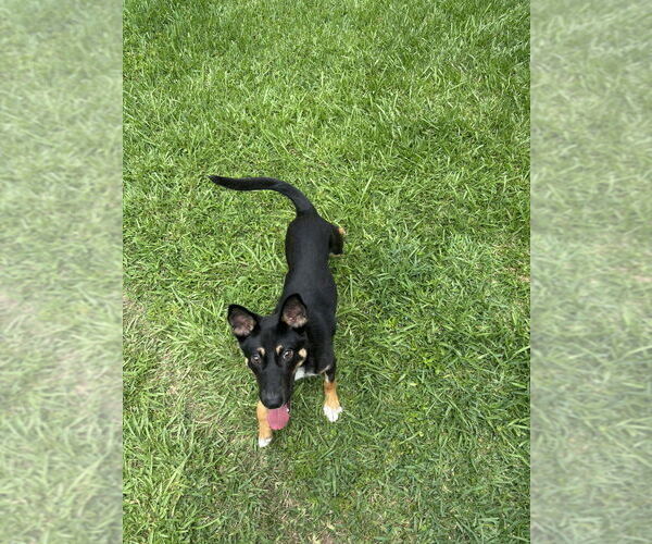 Medium Photo #2 German Shepherd Dog Puppy For Sale in Brewster, NY, USA
