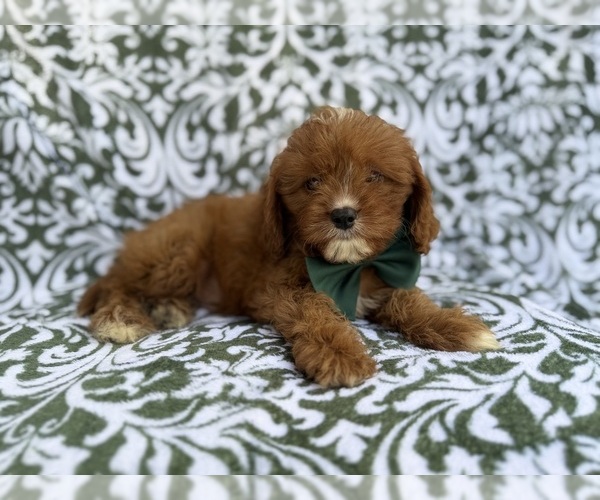 Medium Photo #3 Cavapoo (Miniature) Puppy For Sale in LAKELAND, FL, USA