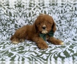 Small #2 Cavapoo (Miniature)