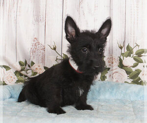 Scottish Terrier Puppy for sale in PENNS CREEK, PA, USA