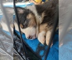 Small Photo #7 Australian Shepherd Puppy For Sale in SAINT AUGUSTINE, FL, USA