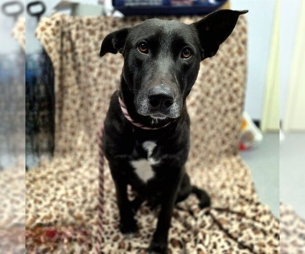 Medium Photo #2 German Shepherd Dog-Unknown Mix Puppy For Sale in Long Beach, CA, USA