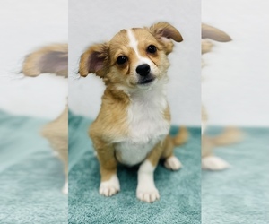 Chihuahua Puppy for sale in CINCINNATI, OH, USA
