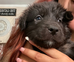 Small Photo #3 Shepweiller Puppy For Sale in DOWNEY, CA, USA