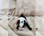 Small Photo #117 Sheepadoodle Puppy For Sale in LEHI, UT, USA