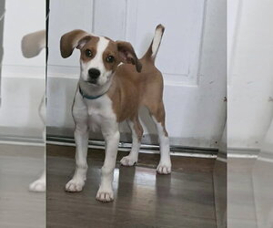 BASIL - Male Puggle Dog for Adoption - Photo #2
