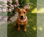 Small Labrador Retriever-Rhodesian Ridgeback Mix