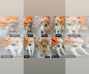 Goldendoodle Puppy for sale in TULSA, OK, USA