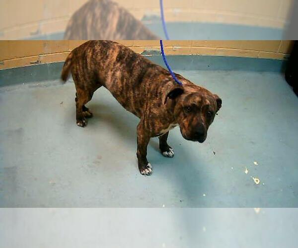 Medium Photo #1 Mutt Puppy For Sale in Tulsa, OK, USA