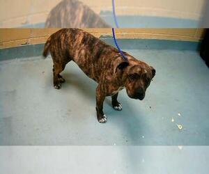 Mutt Dogs for adoption in Tulsa, OK, USA