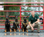 Small Photo #11 Doberman Pinscher Puppy For Sale in MOUNT OLIVE, NC, USA