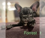 Small Photo #8 Faux Frenchbo Bulldog-French Bulldog Mix Puppy For Sale in HOODSPORT, WA, USA