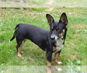 Dachshund-Unknown Mix Dogs for adoption in Arlington, WA, USA