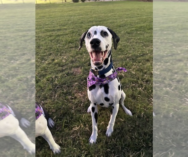 Medium Photo #1 Dalmatian Puppy For Sale in PHOENIX, AZ, USA