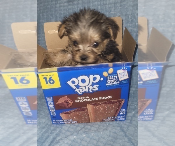 Medium Photo #178 Yorkshire Terrier Puppy For Sale in AKRON, OH, USA