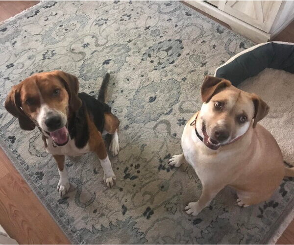 Medium Photo #7 Mutt Puppy For Sale in Woodbury, NY, USA