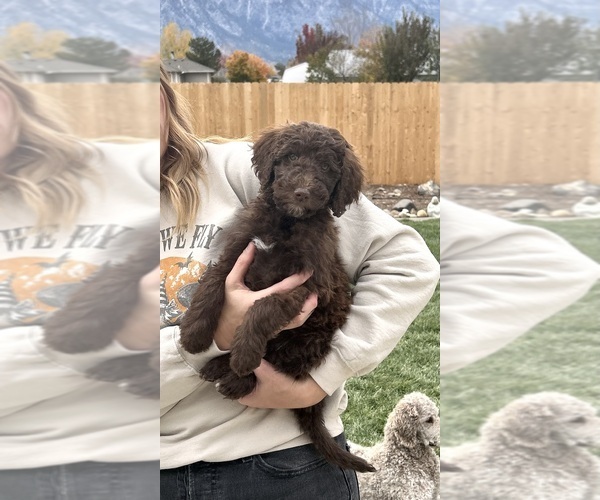 Medium Photo #12 Poodle (Standard) Puppy For Sale in GARDNERVILLE, NV, USA