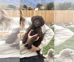 Puppy Puppy 3 Poodle (Standard)