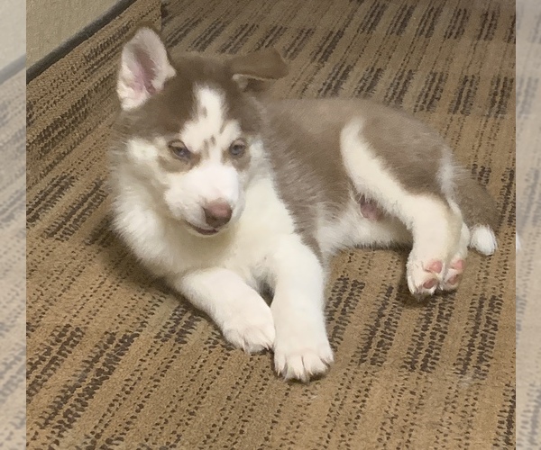 Medium Photo #4 Siberian Husky Puppy For Sale in BLOOMFIELD, NJ, USA