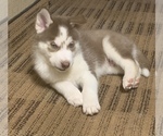 Small Photo #4 Siberian Husky Puppy For Sale in BLOOMFIELD, NJ, USA