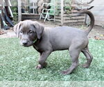 Small Labrador Retriever Mix