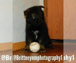 German Shepherd Dog-Siberian Husky Mix Puppy for sale in MULBERRY, FL, USA