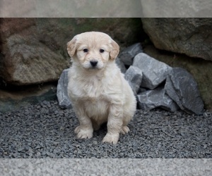 Goldendoodle (Miniature) Puppy for sale in APPLE CREEK, OH, USA