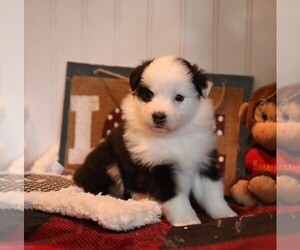 Australian Shepherd Puppy for sale in WESTFIELD, MA, USA