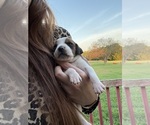Small #5 Treeing Walker Coonhound