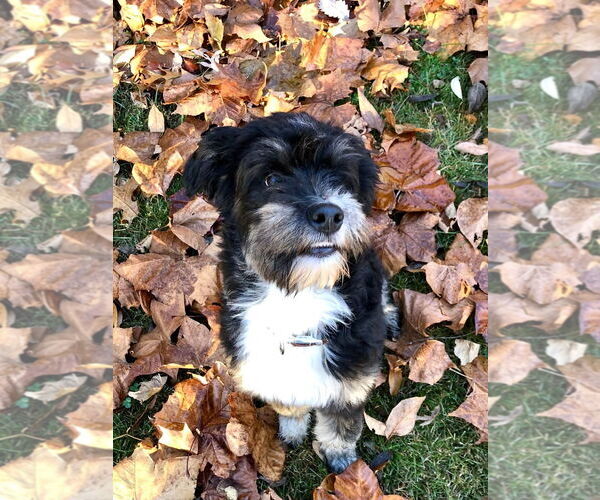 Medium Photo #1 Australian Shepherd-Unknown Mix Puppy For Sale in Hillsboro, MO, USA