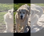 Small #21 English Cream Golden Retriever
