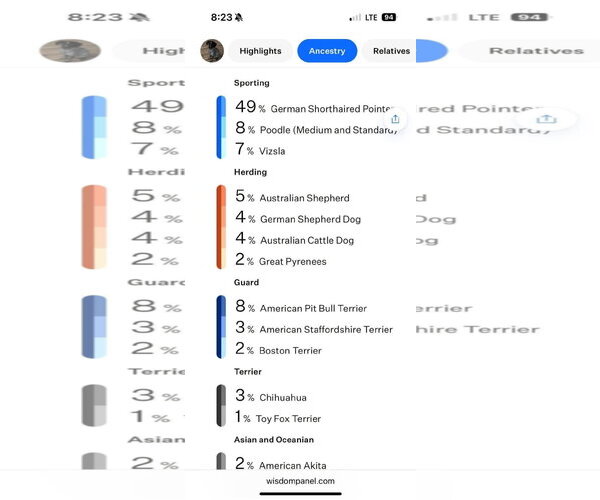Medium Photo #3 German Wirehaired Pointer-Unknown Mix Puppy For Sale in New London, WI, USA